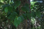 <strong>Piper austrocaledonicum - Ramon, Laurence - 28</strong><br />© Ramon, Laurence